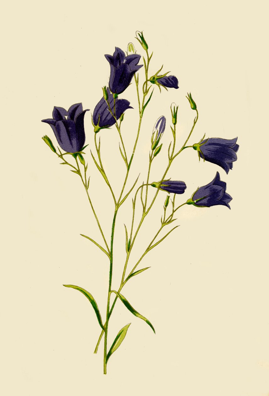 Campanule, 1877 - Frederick Edward Hulme
