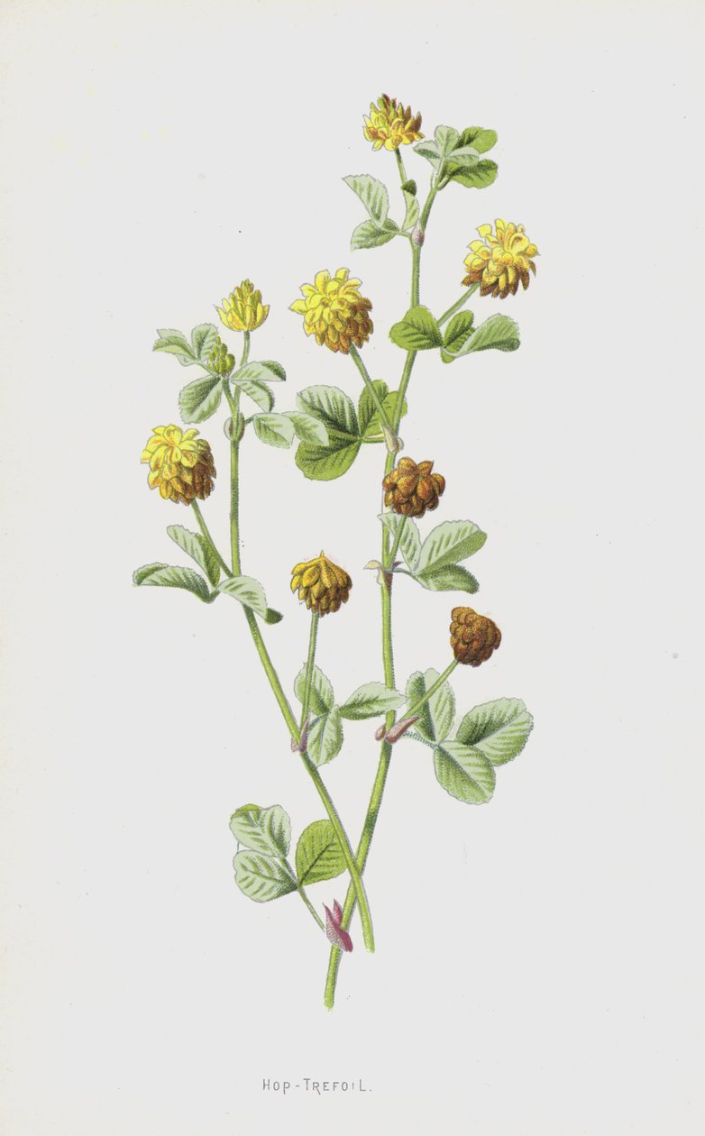 Trèfle Jaune (chromolithographie) - Frederick Edward Hulme