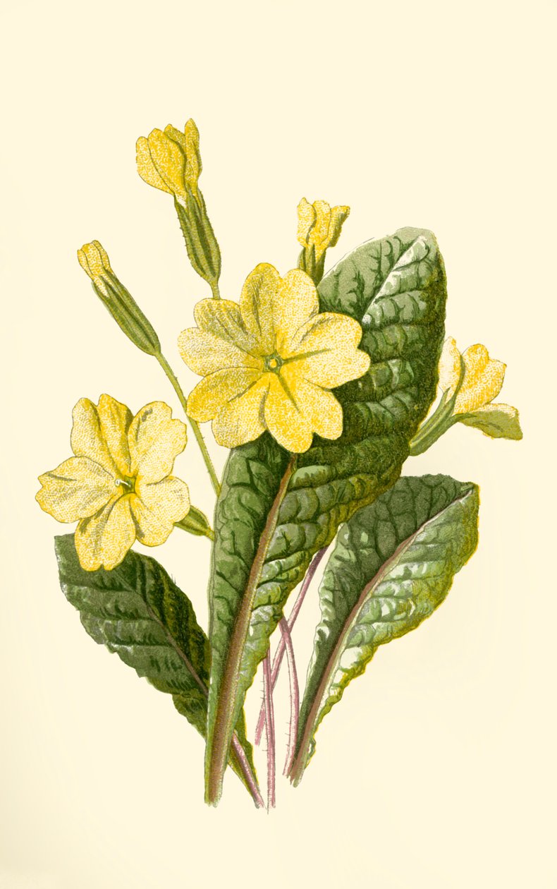 Primevère, 1877 - Frederick Edward Hulme