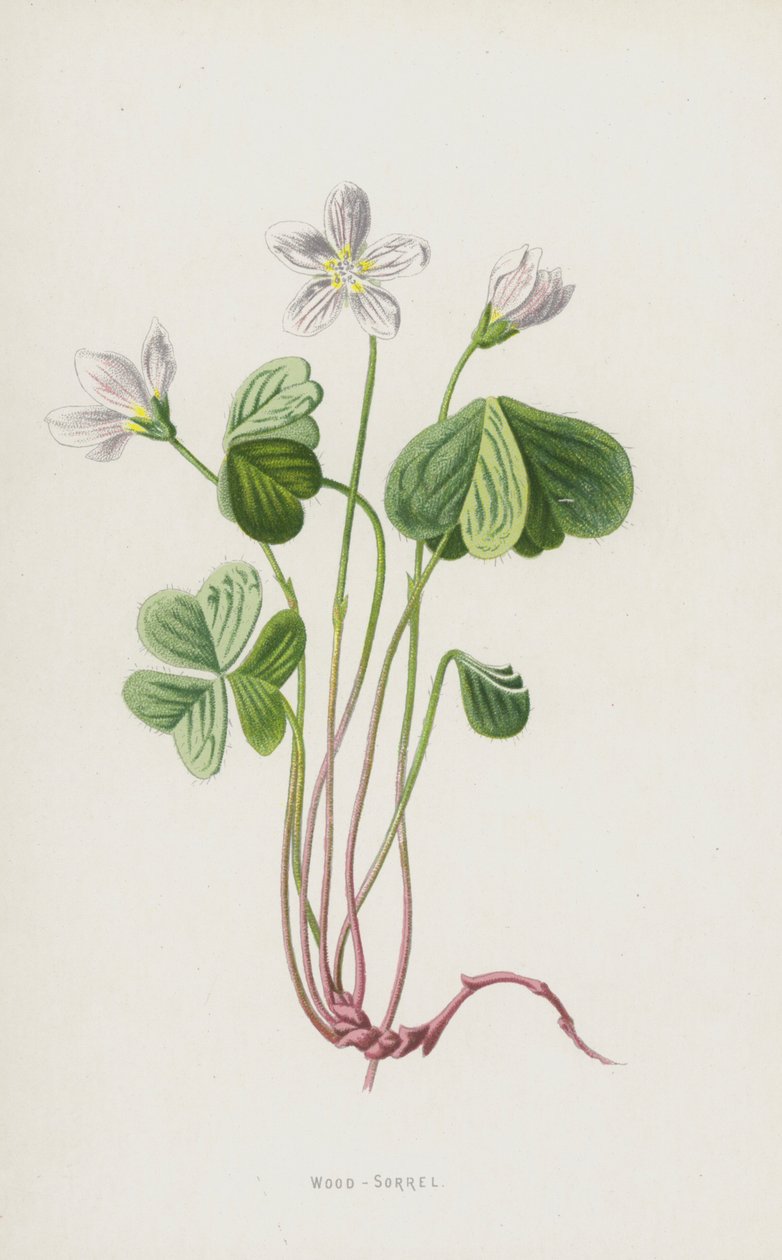 Oxalis (chromolithographie) - Frederick Edward Hulme