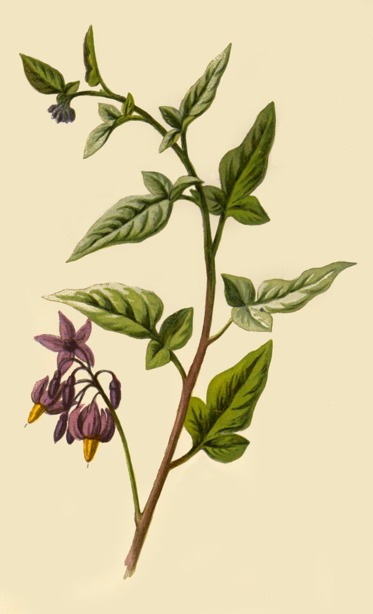 Morelle Douce-Amère, 1877 - Frederick Edward Hulme