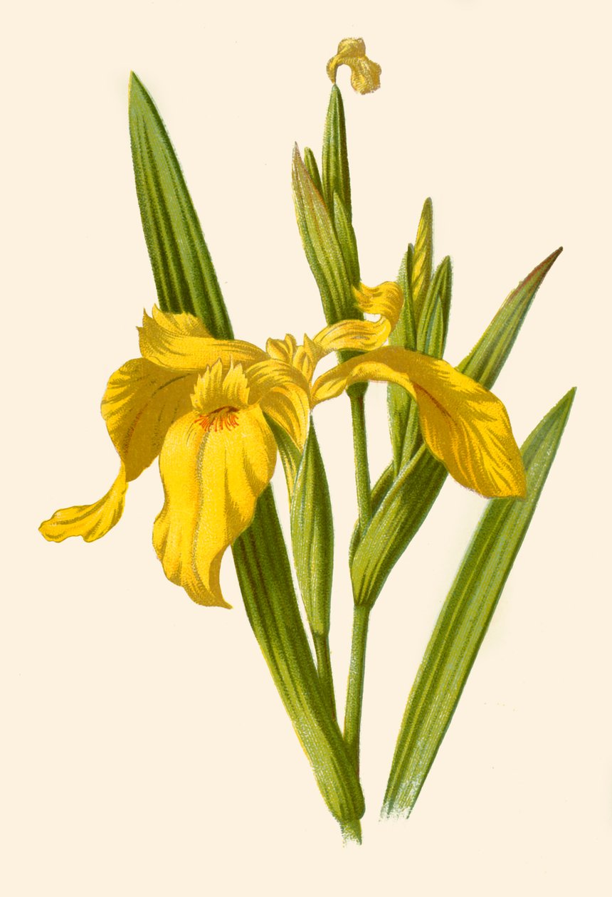 Iris jaune, 1877 - Frederick Edward Hulme