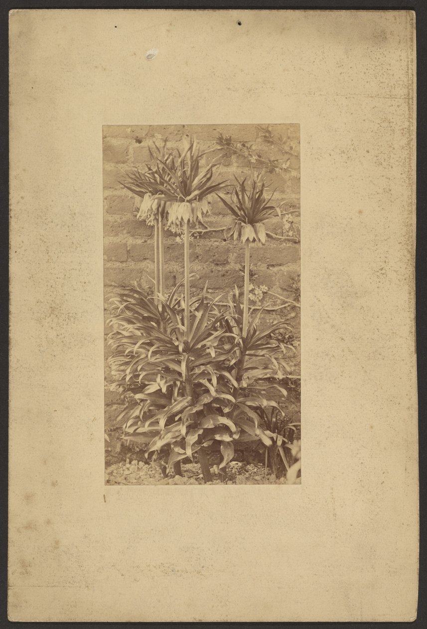 [Plant] - Frederick H. Hollyer