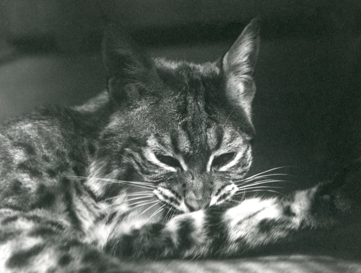 Un lynx-bobcat se toilettant - Frederick William Bond