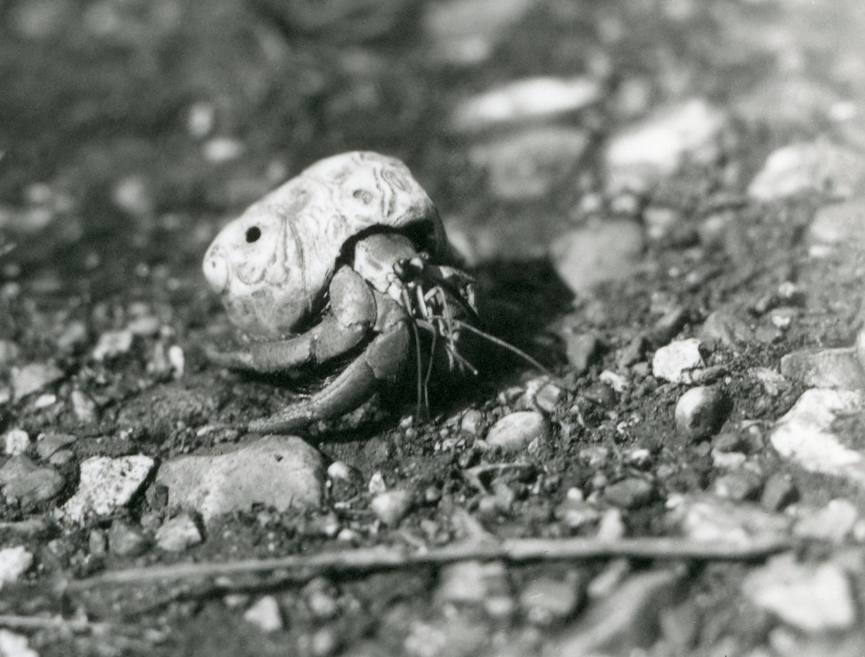 Un crabe ermite terrestre, Zoo de Londres - Frederick William Bond