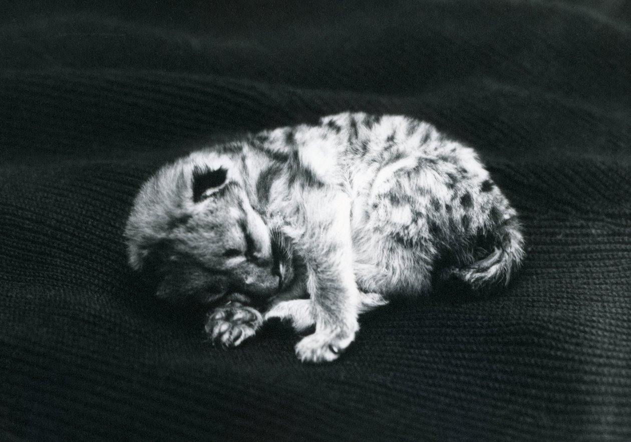 Un puma au zoo de Londres - Frederick William Bond