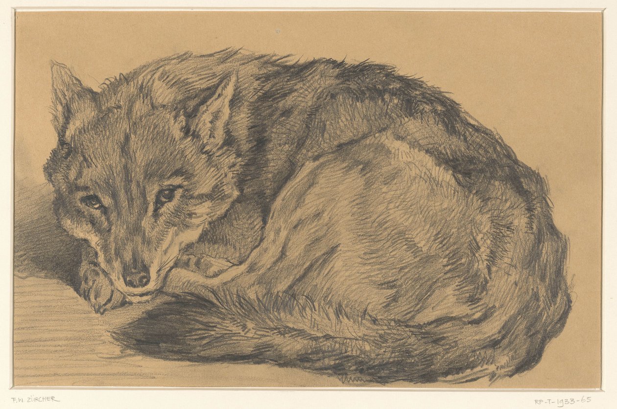 Renard couché - Frederik Willem Zürcher