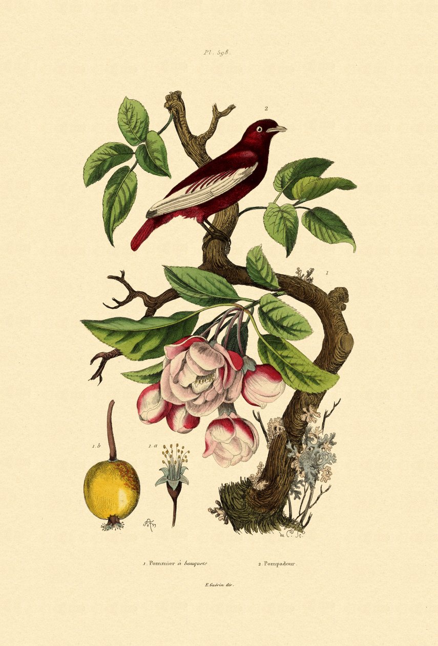 Pomme - French School