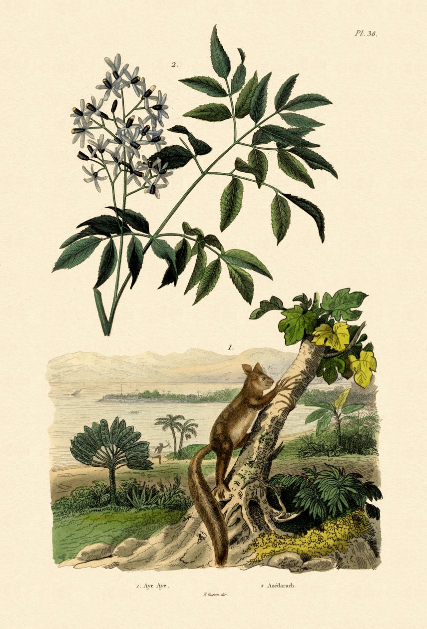 Aye-aye, 1833-39 - French School