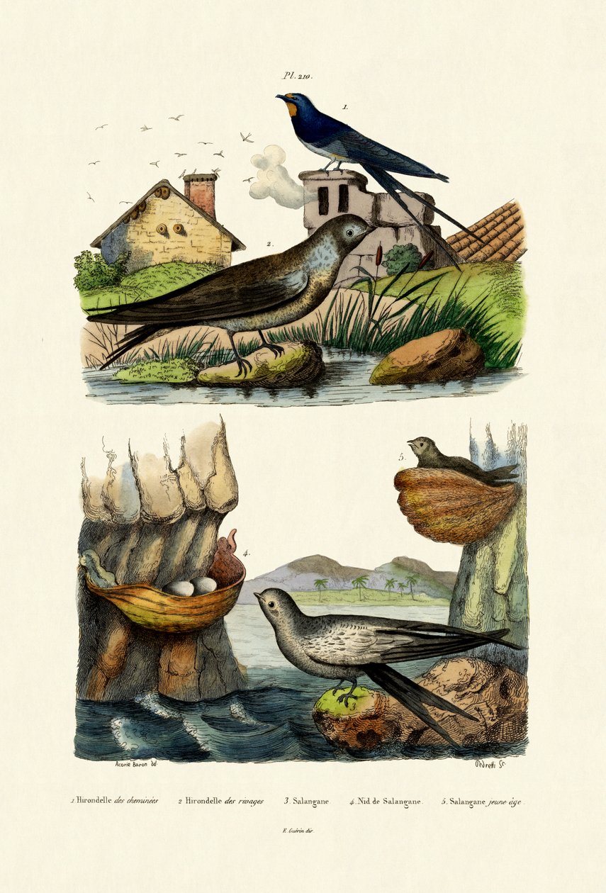 Hirondelle rustique - French School