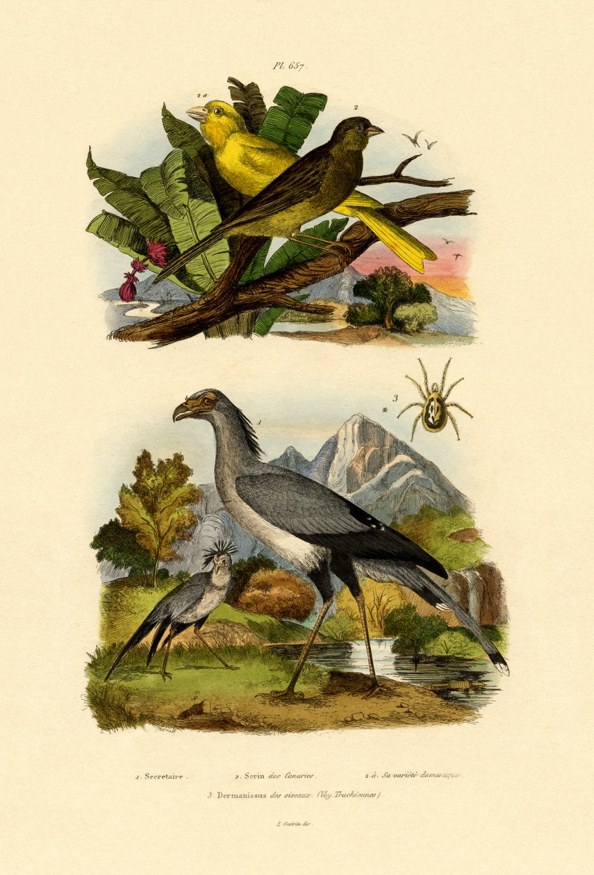 Acarien des oiseaux, 1833-39 - French School