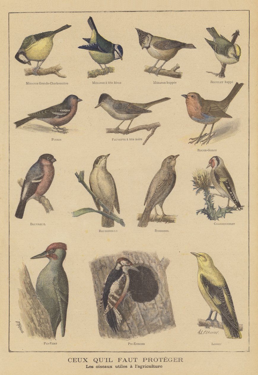 Oiseaux bénéfiques à l