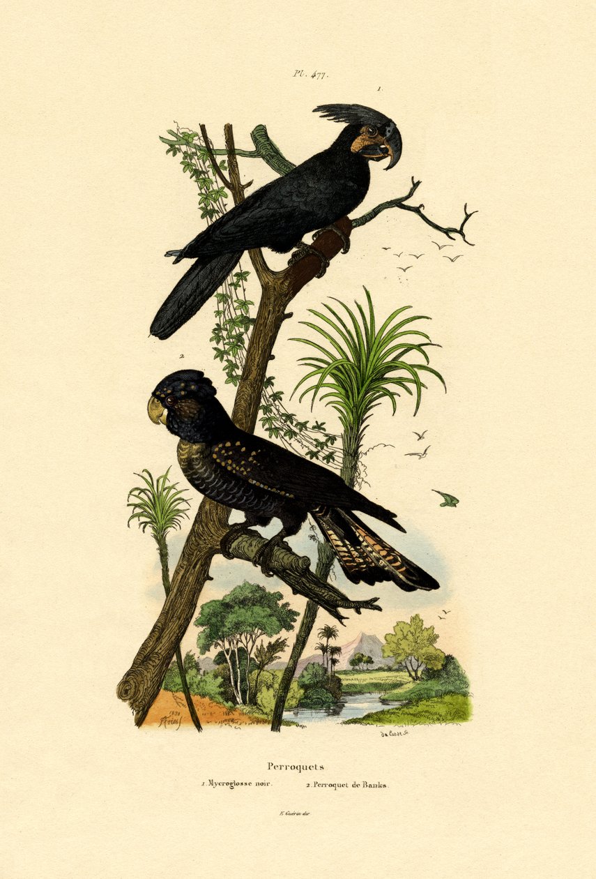 Cacatoès à Palme Noire - French School