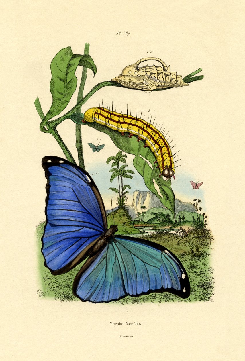 Morpho bleu - French School