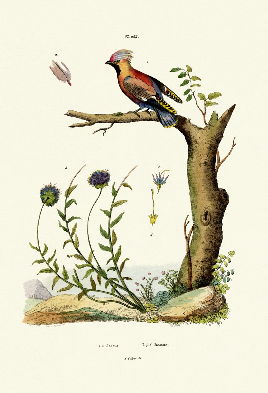 Jaseur de Bohême - French School