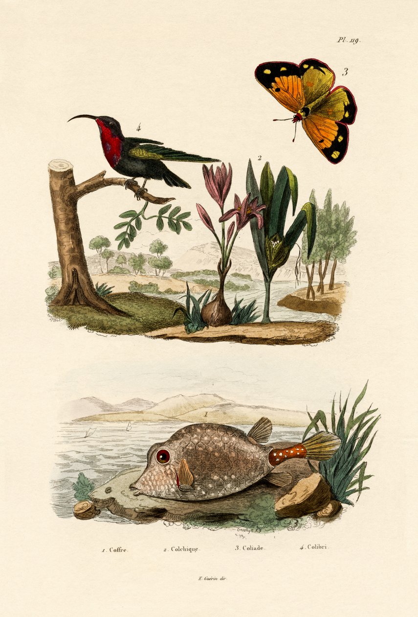 Poisson-coffre - French School