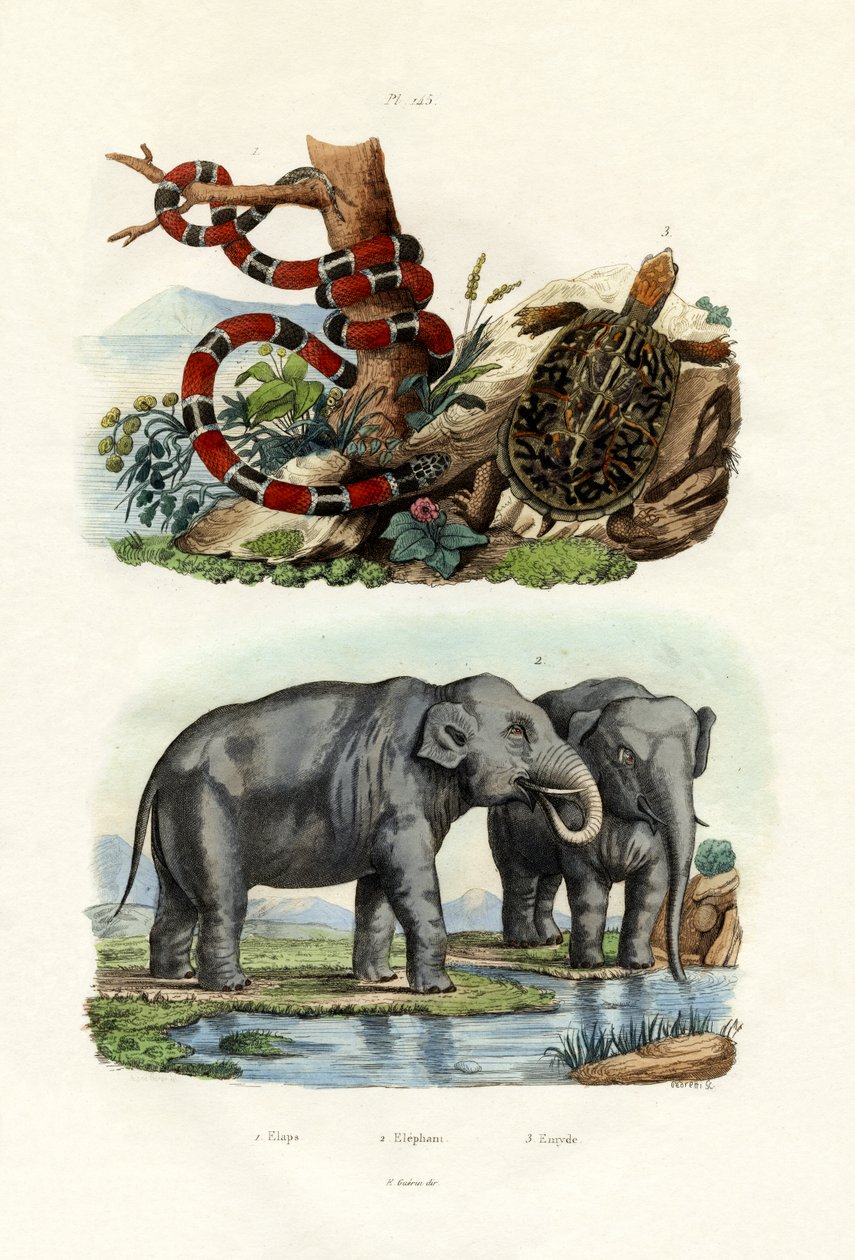 Serpent corail - French School