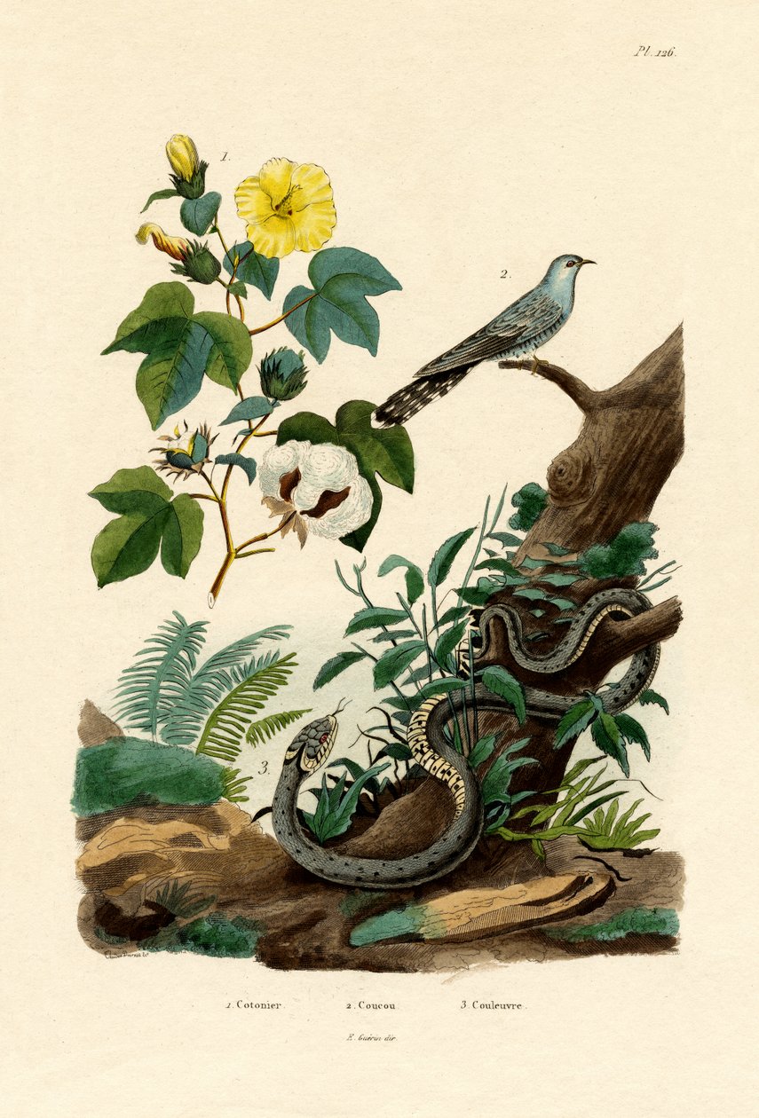 Coton, 1833-39 - French School