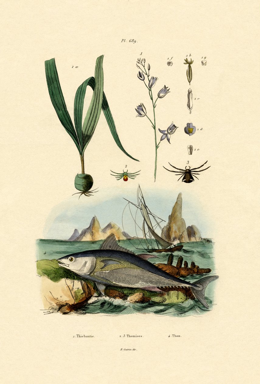 Araignée crabe - French School