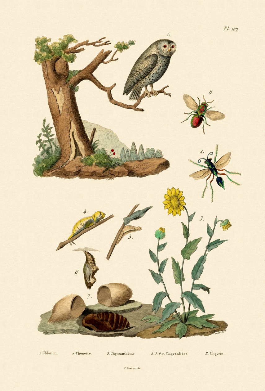 Guêpe chasseuse de criquets - French School