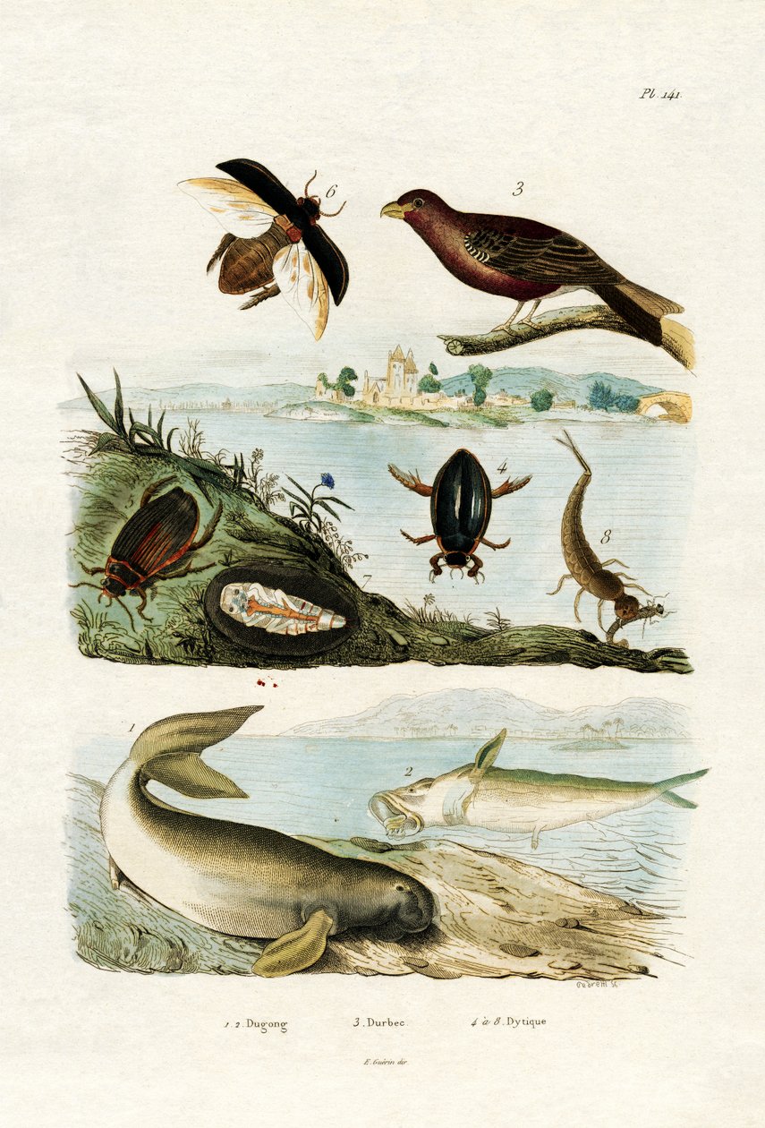 Dugong - French School