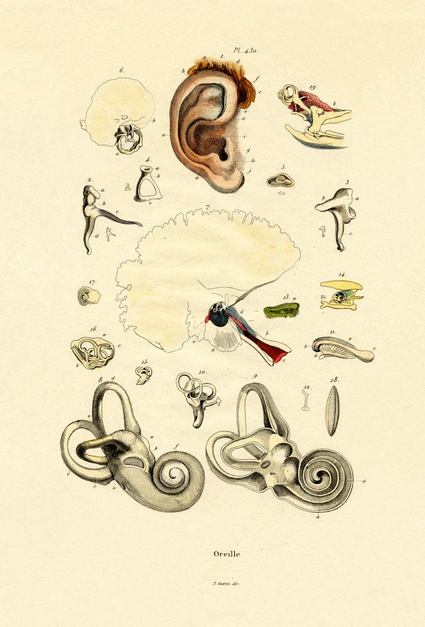 Oreille - French School