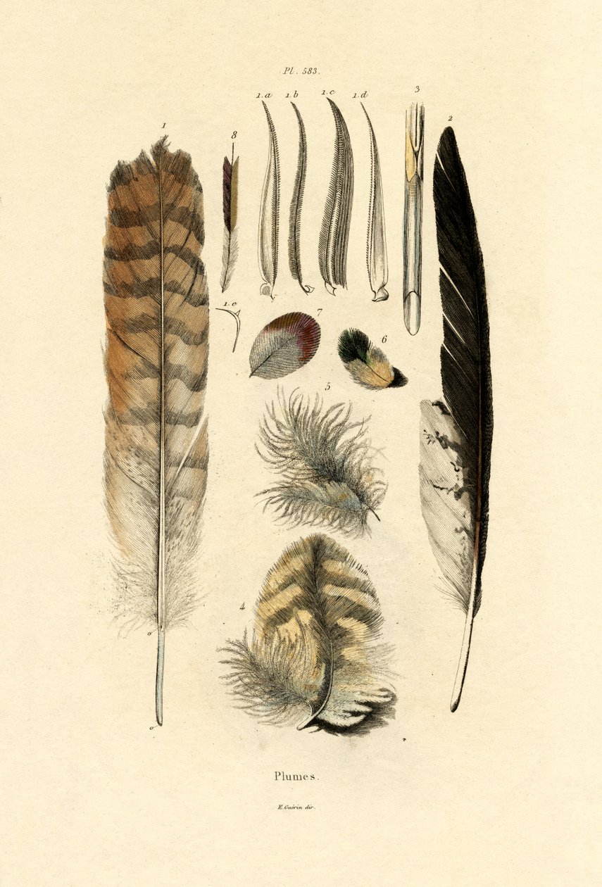 Plumes - French School