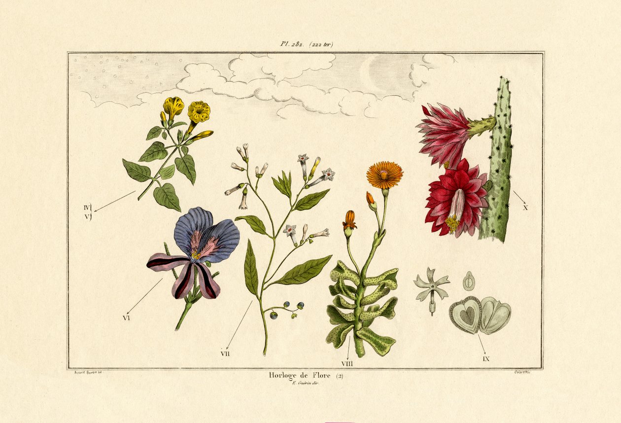 Horloge florale - French School