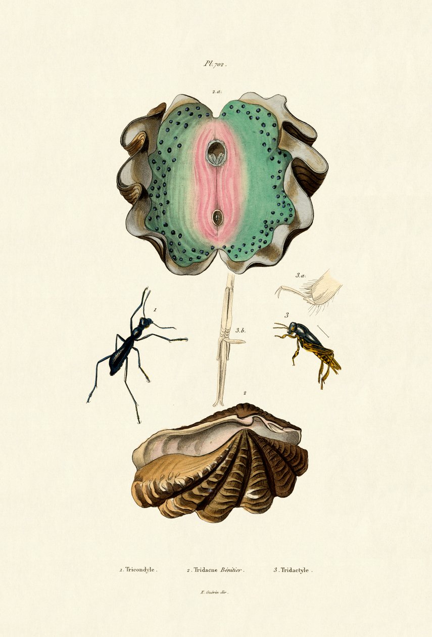 Bénitier géant, 1833-39 - French School