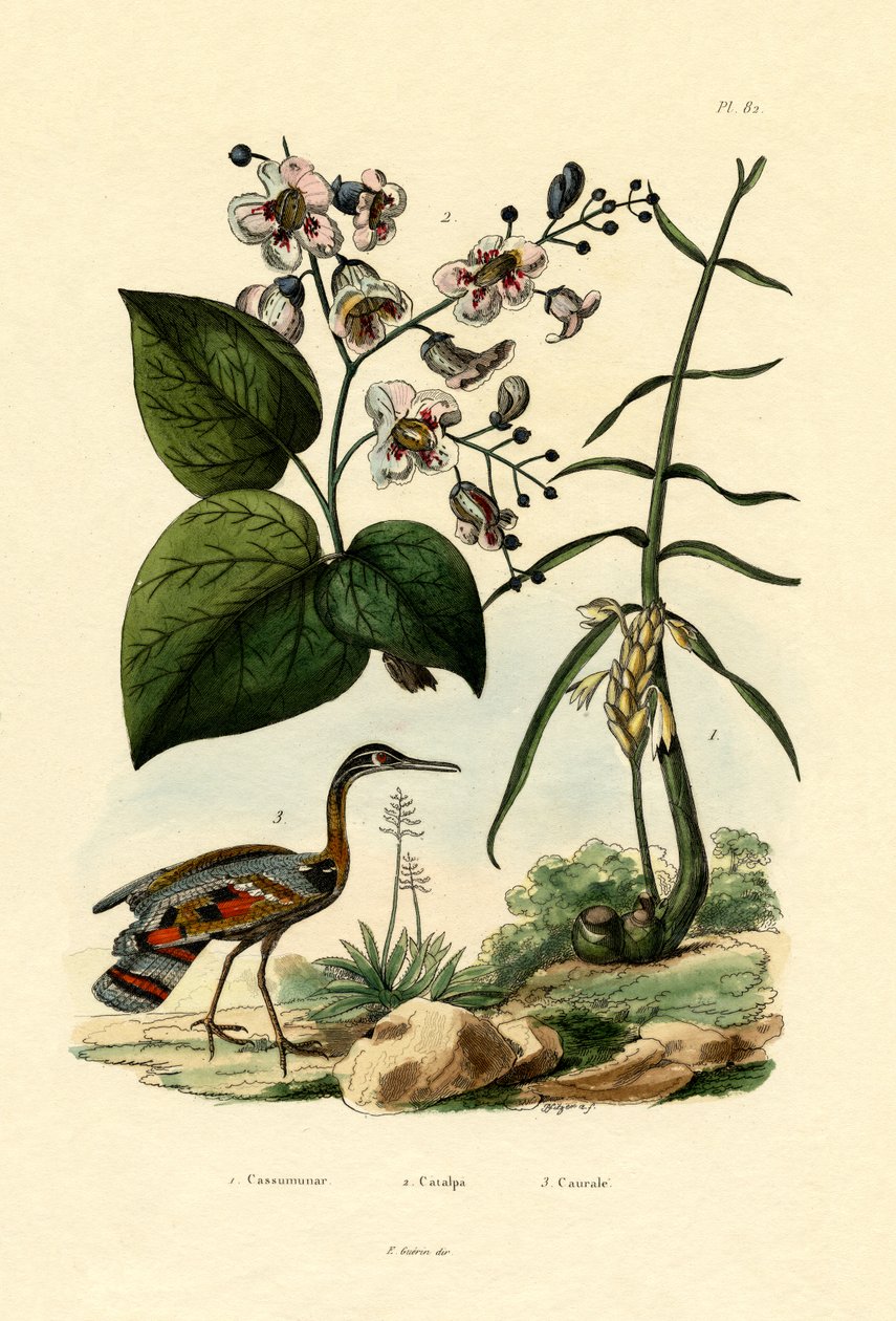Gingembre, 1833-39 - French School