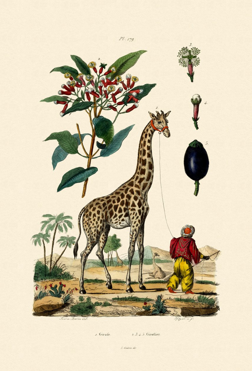 Girafe - French School