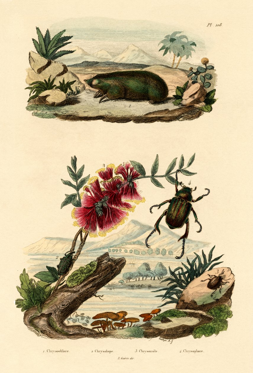 Taupe dorée, 1833-39 - French School