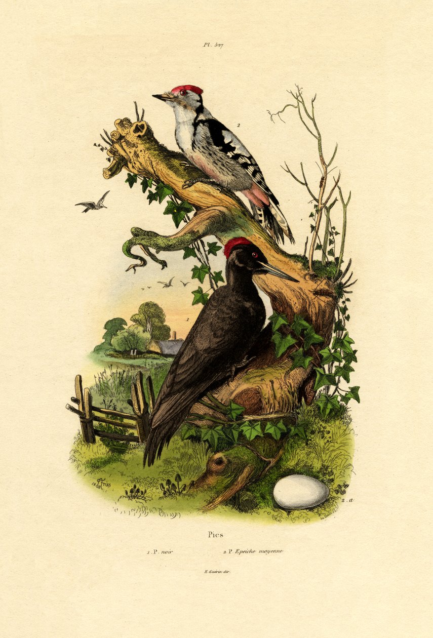 Pic épeiche, 1833-39 - French School