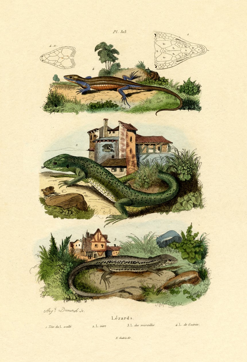 Lézard vert - French School