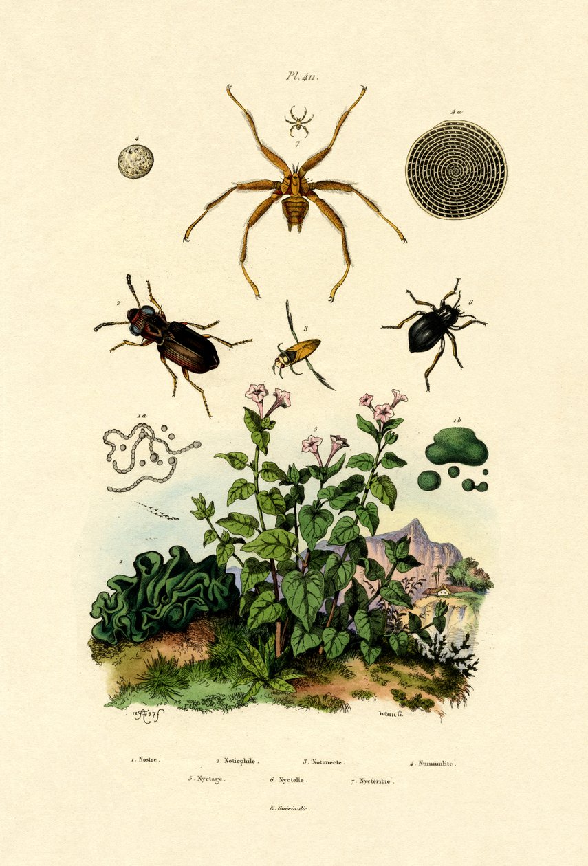 Coléoptère terrestre - French School