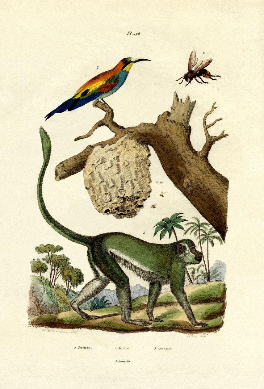 Guenon - French School