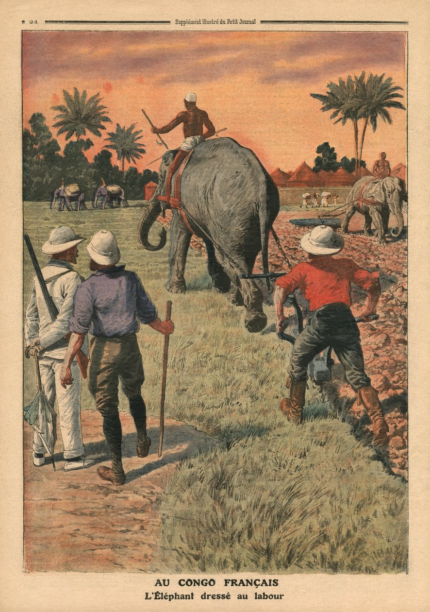 Au Congo français, éléphant dressé pour le labour, illustration de 
