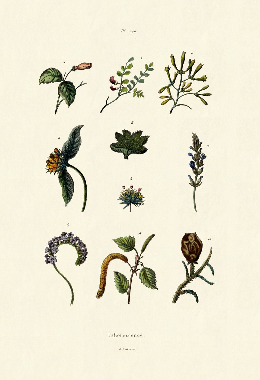 Inflorescence - French School