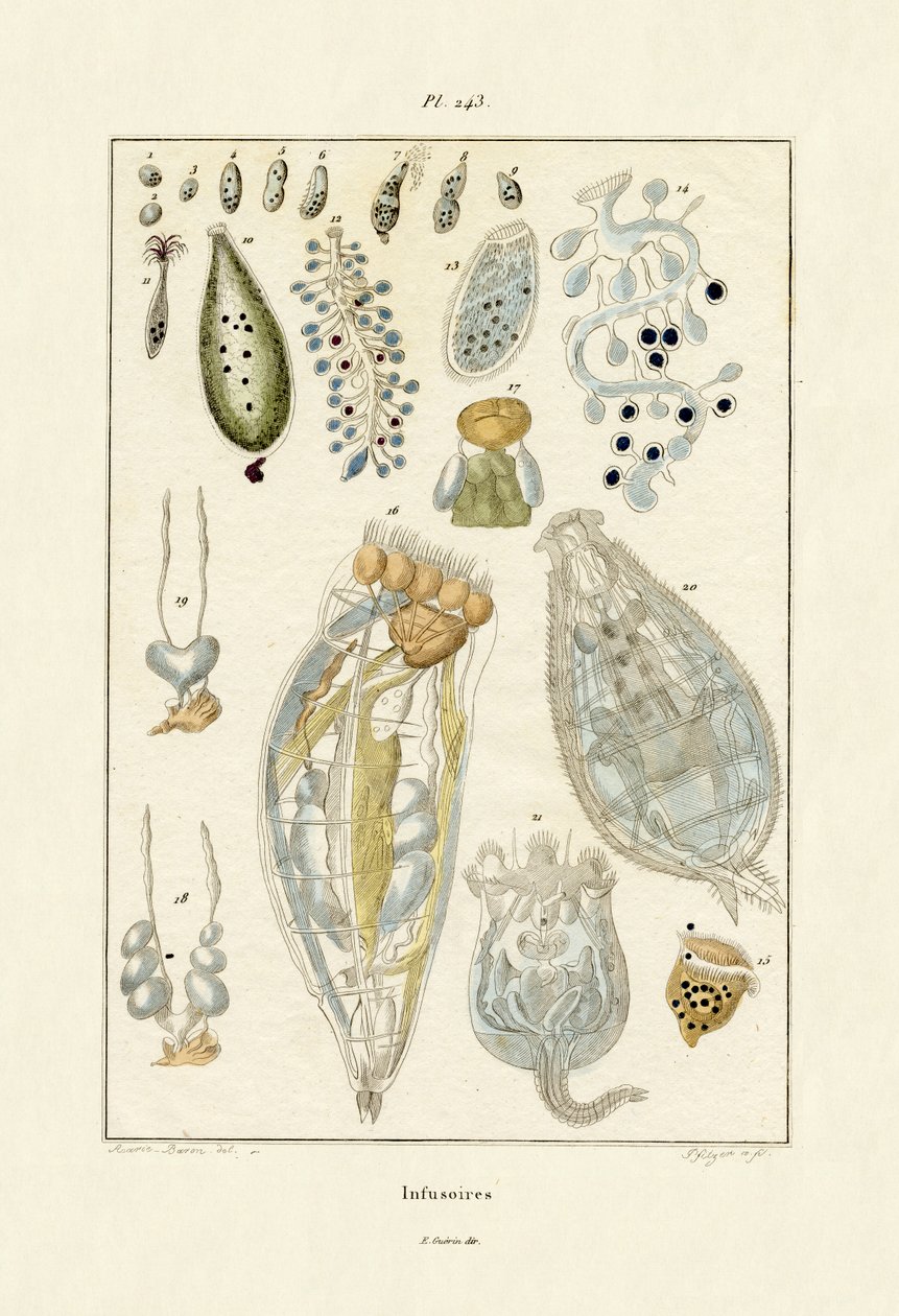 Infusoires - French School
