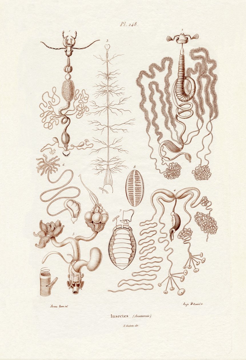 Insectes - French School