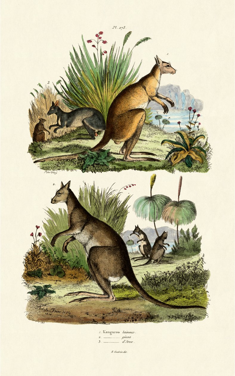 Kangourous - French School