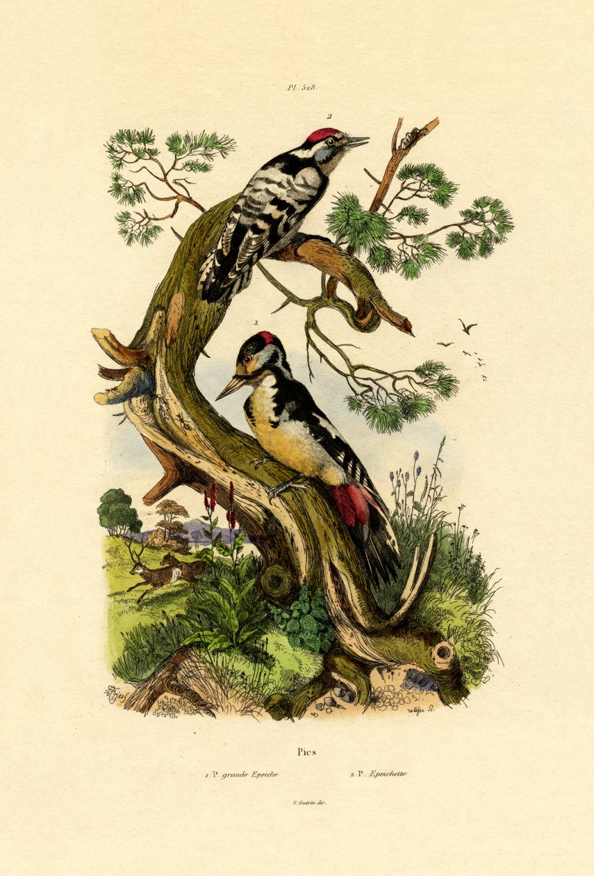 Pic épeichette, 1833-39 - French School