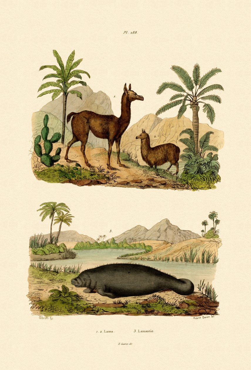 Lama, 1833-39 - French School