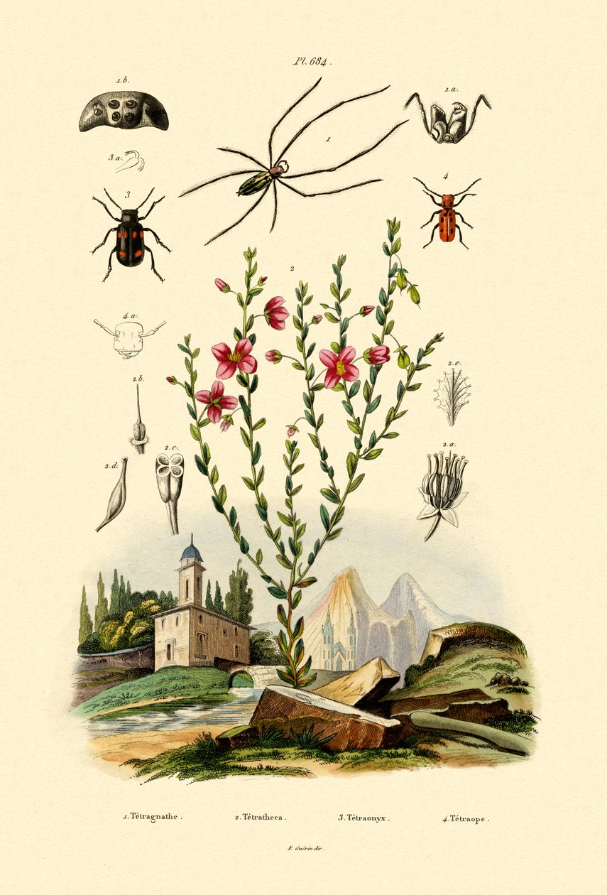 Araignée à longues mâchoires, 1833-39 - French School