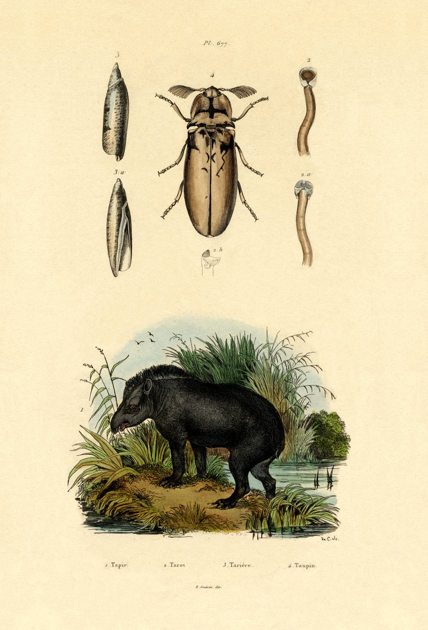 Tapir des plaines - French School