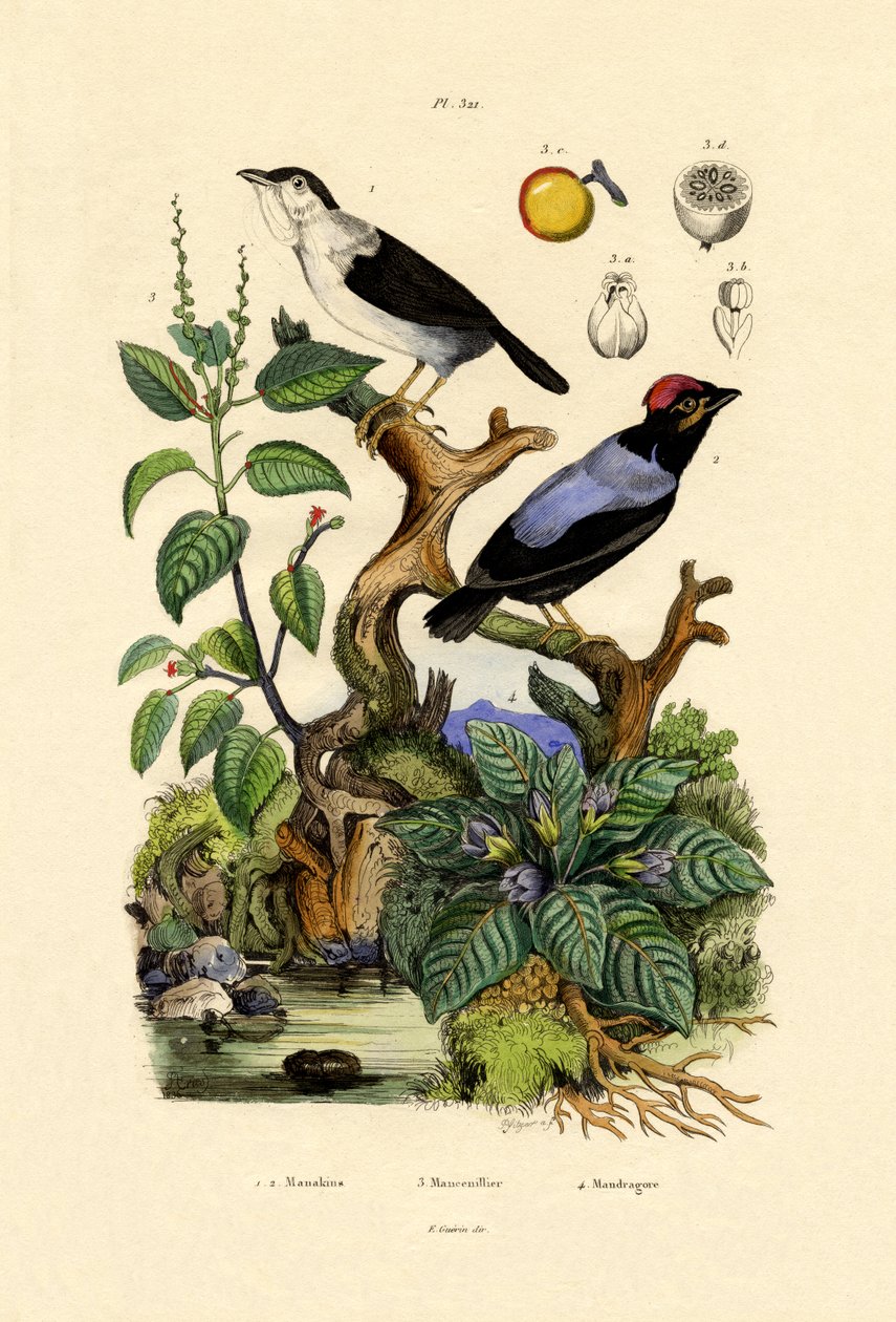 Manakins - French School