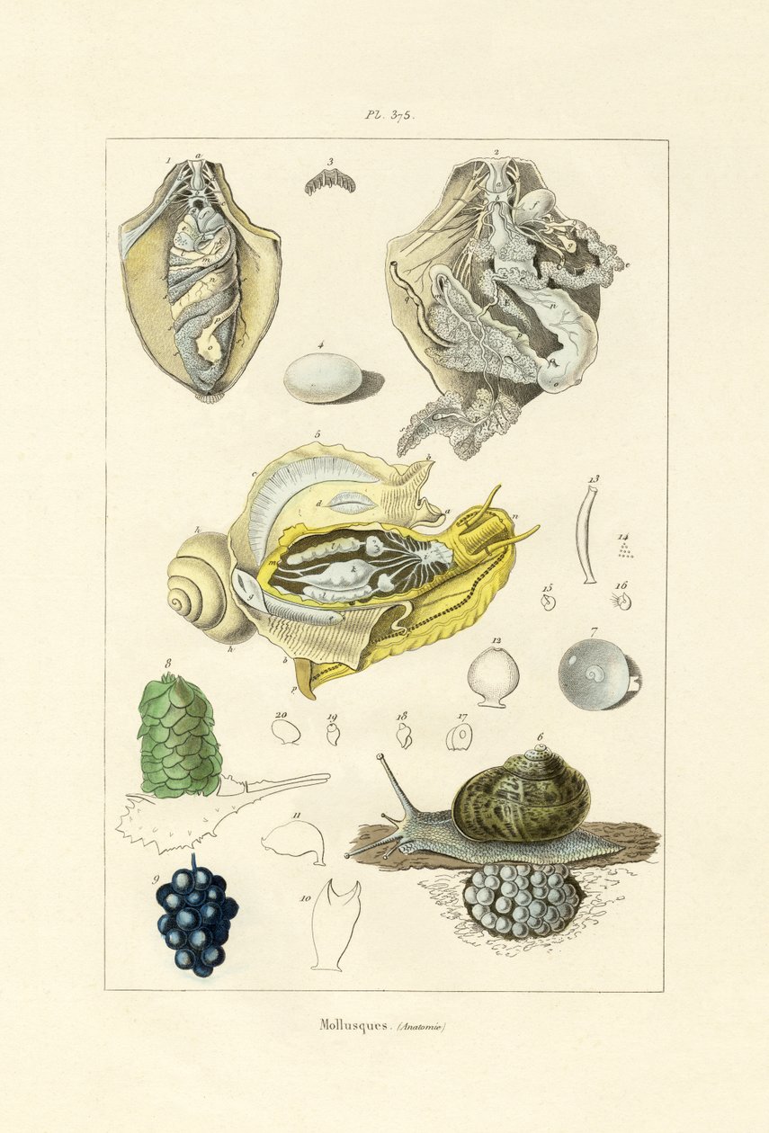 Mollusques - French School