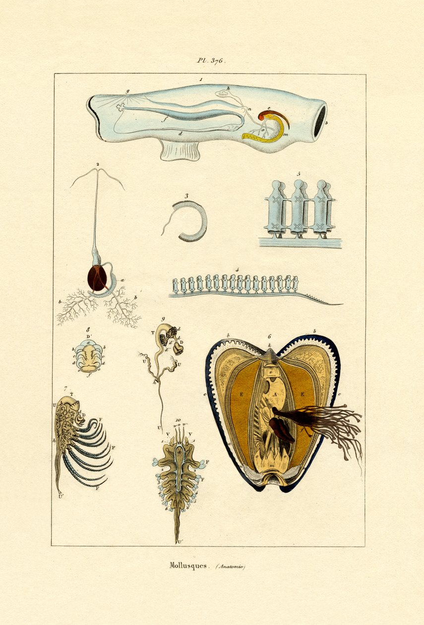 Mollusques - French School
