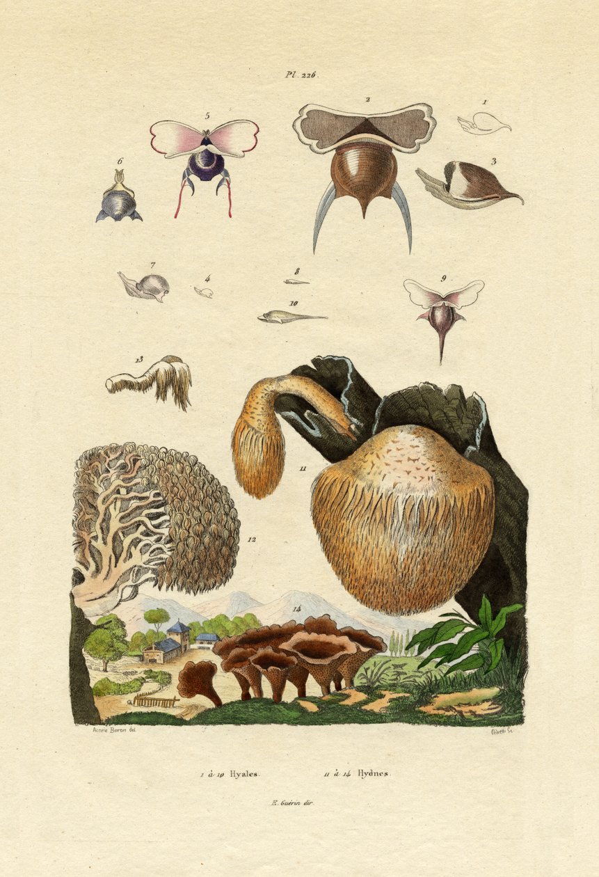 Champignons - French School