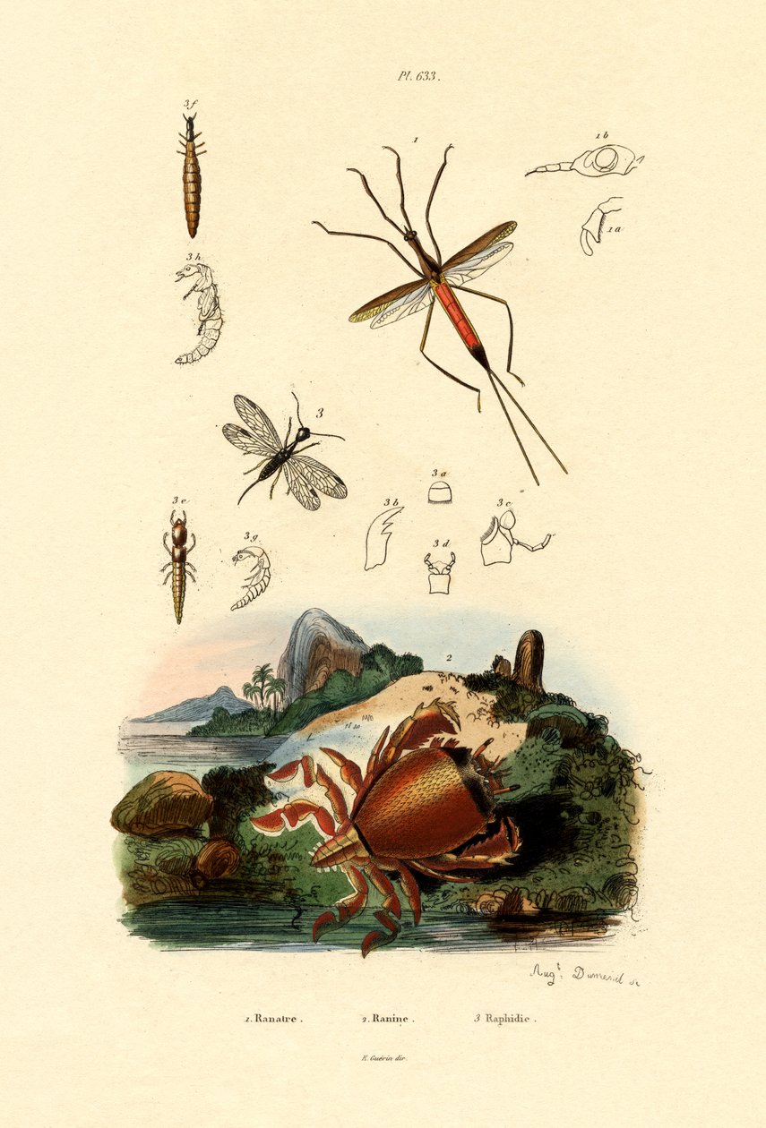Punaise aiguille, 1833-39 - French School